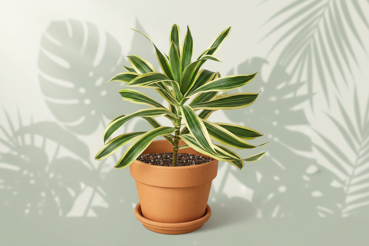 Potted plant with green and yellow leaves on a white background
