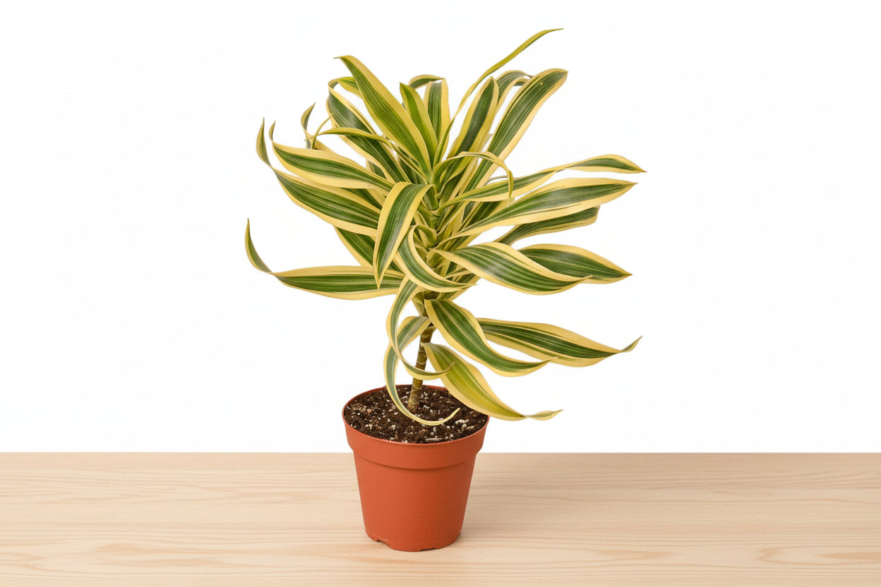 Potted plant with green and yellow leaves on a white background