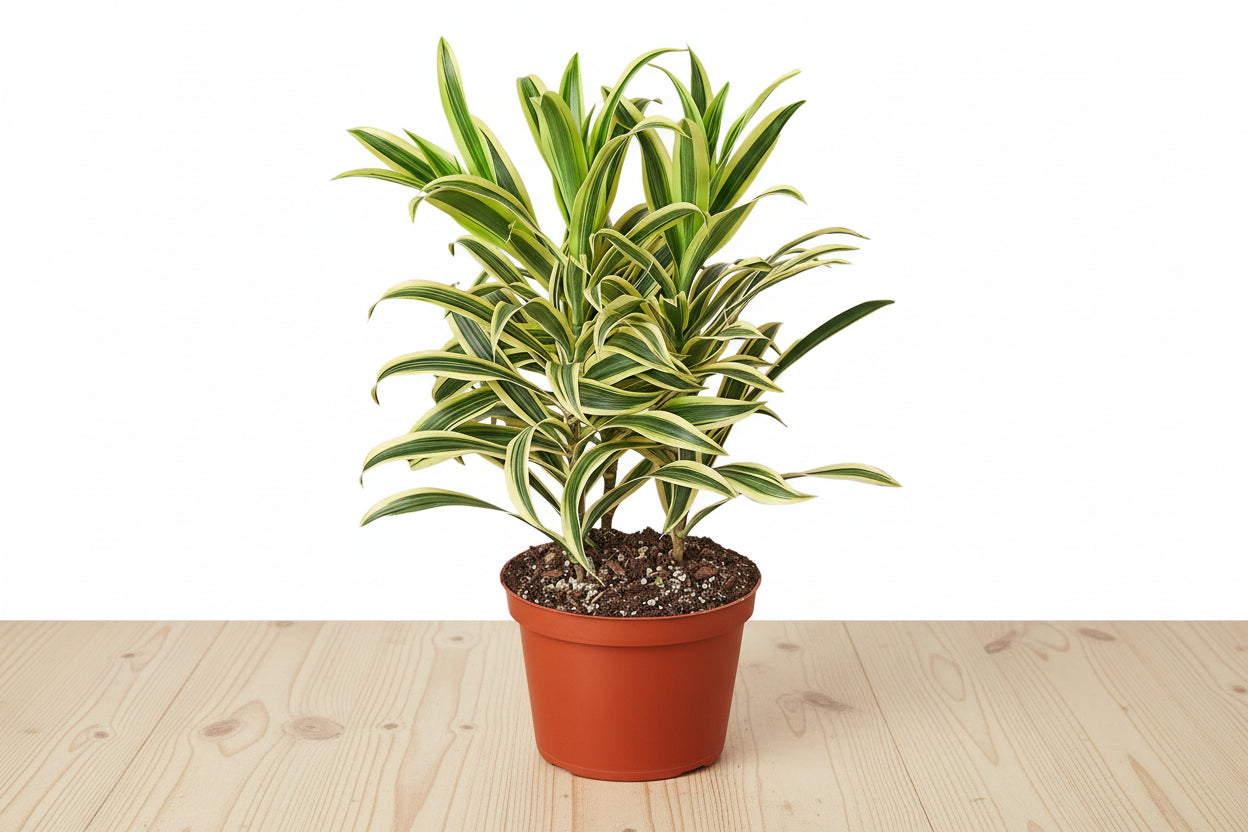 Dracaena 'Song of India'