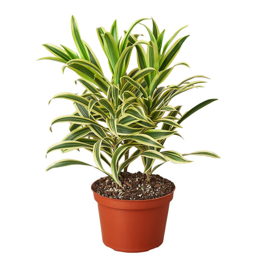 Potted dracaena song of India plant with green and yellow leaves in a brown pot  on a white background.