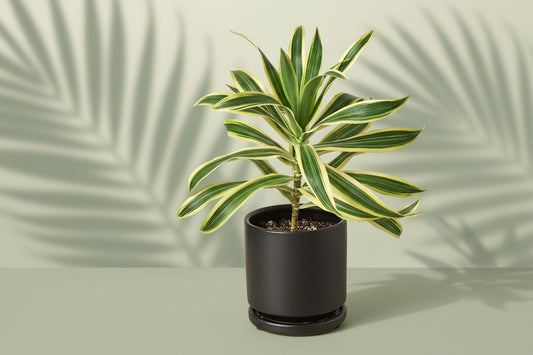 Potted plant with green and yellow leaves on a white background