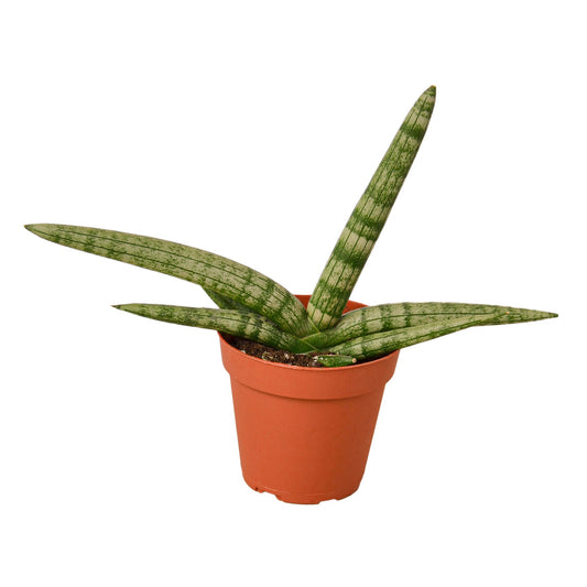 Starfish Snake Plant (Dracaena Cylindrica) in a terracotta pot, featuring compact, cylindrical, pointed green leaves.
