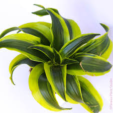 Dracaena 'Tornado'