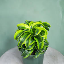 Dracaena 'Tornado'