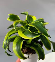 Dracaena 'Tornado'