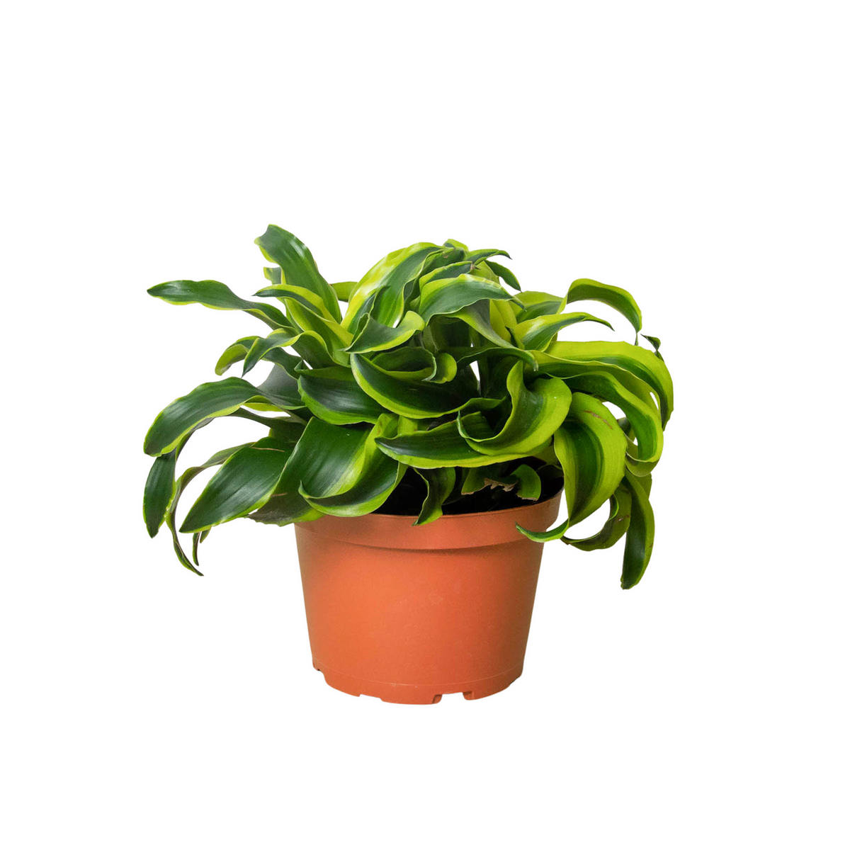 Dracaena tornado houseplant with wavy compact dark green and yellow edged leaves potted in a brown pot.