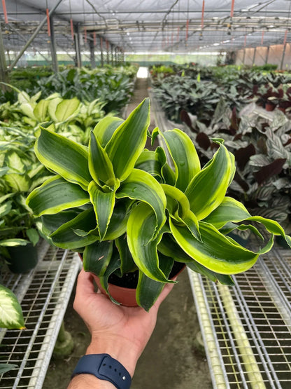 Hand holding a large dracaena tornado plant with wavy unique compact dark green and yellow leaves in a nursery in a greenhouse setting.