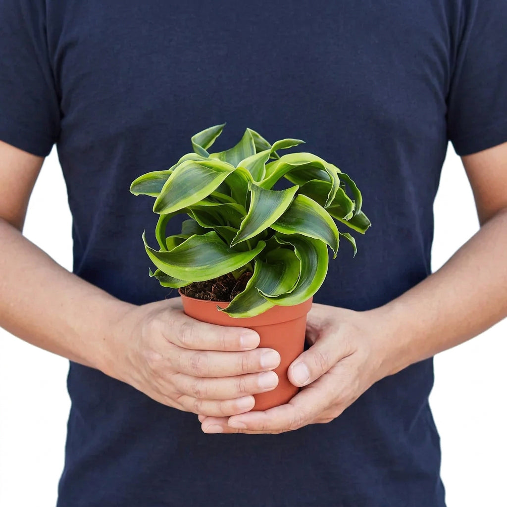 Perosn wearing a blue shirt holding a potted dracaena tornado plant with wavy dark green and yellow compact leaves in a brown pot.