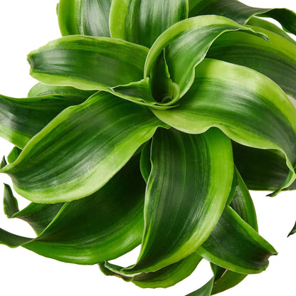 Dracaena tornado compact houseplant with green and dark green wavy leaves.