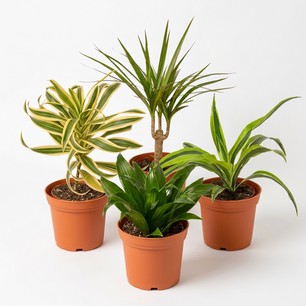 Four potted dracaena plants white variegated and green leaves in brown 4” pots on a white background.