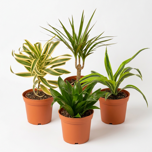 Four potted dracaena plants white variegated and green leaves in brown 4” pots on a white background.