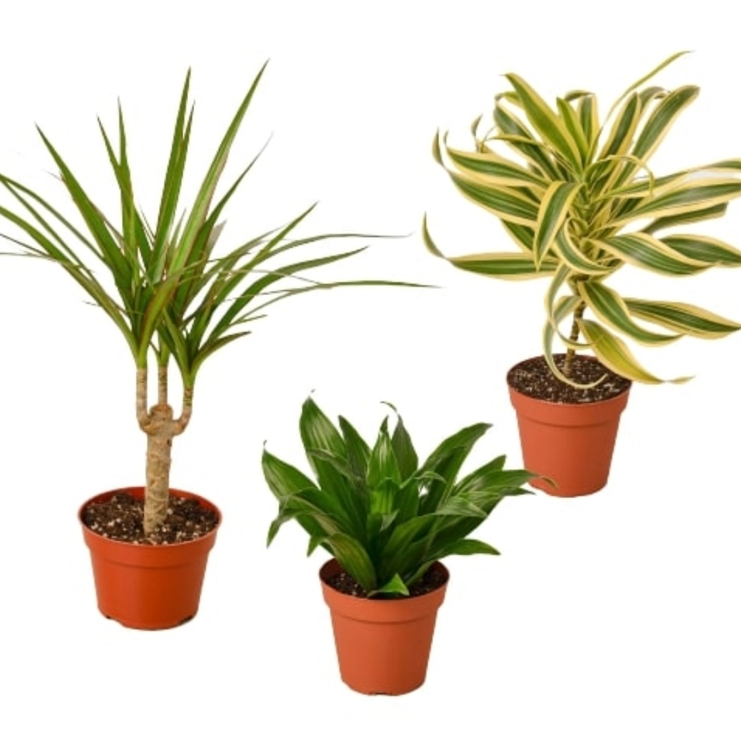 Three potted dracaena plants with green and variegated leaves in brown 4” pots on a solid white background. 