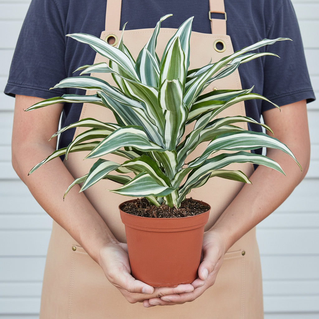 Person holding a potted plant wearing a denim apron