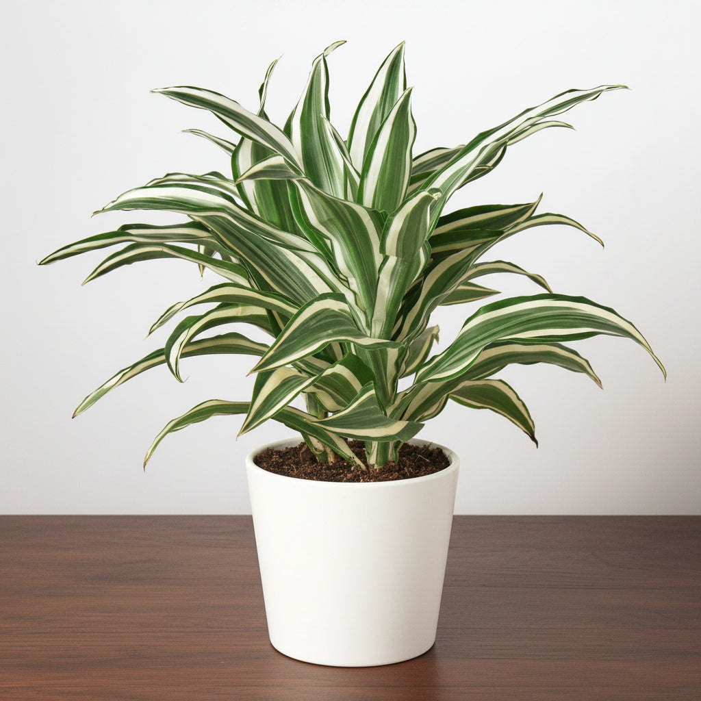 Potted plant with green and white leaves on a plain background