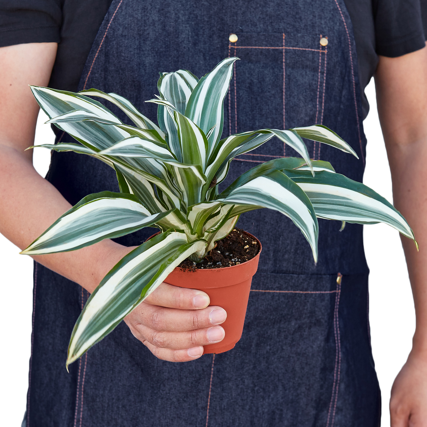 Person holding a potted plant with a white and green leaf pattern.