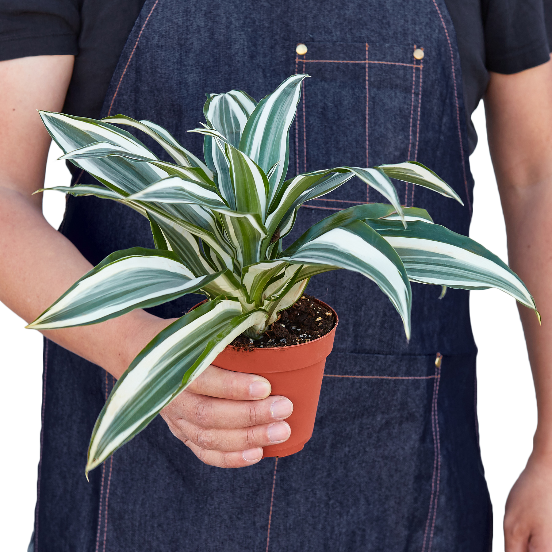 Person holding a potted plant with a white and green leaf pattern.