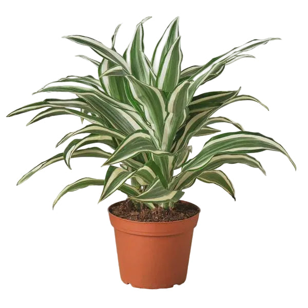 Dracaena Warneckii houseplant in a brown nursery pot with green and white variegated foliage.