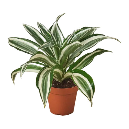 Dracaena ‘Warneckii’ white jewel with compact  green and white slender long variegated leaves in a brown pot.