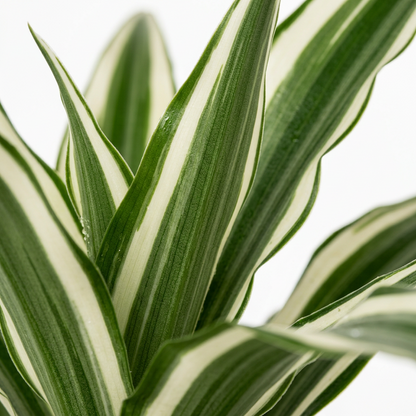 Dracaena warneckii white jewel tropical plant with green and white variegated slender long leaves.