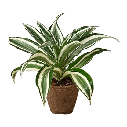 Dracaena Warneckii houseplant in a fiber pot with green and white variegated foliage.