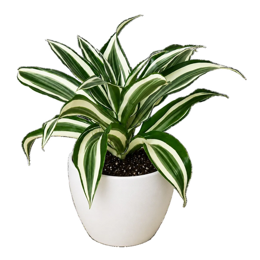 Dracaena Warneckii houseplant in a white eco pot with green and white variegated foliage.