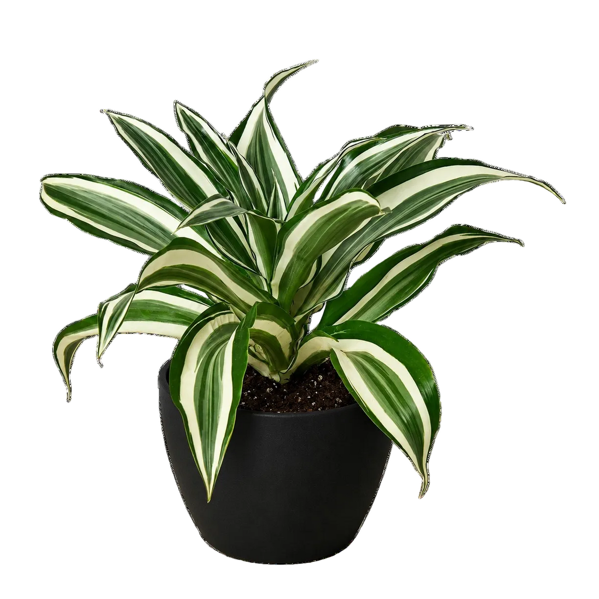 Dracaena Warneckii houseplant in a black eco pot with green and white variegated foliage.