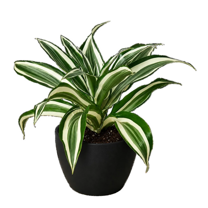 Dracaena Warneckii houseplant in a black eco pot with green and white variegated foliage.