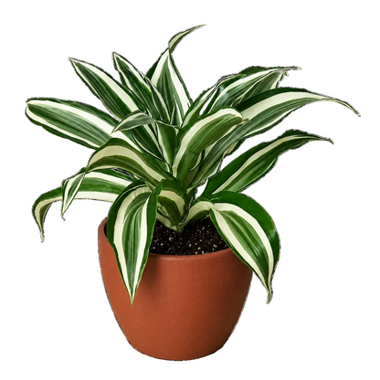 Dracaena Warneckii houseplant in a terracotta nursery pot with green and white variegated foliage