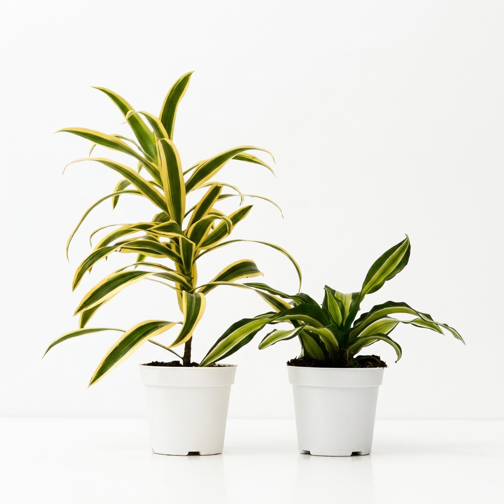 Two potted variegated Dracaena massangeana (Dragon's tail) houseplants in white 4” plastic pots, shown against a solid white background.