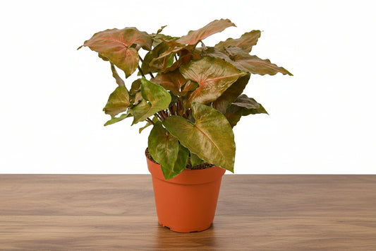 Potted plant with green leaves on a white background