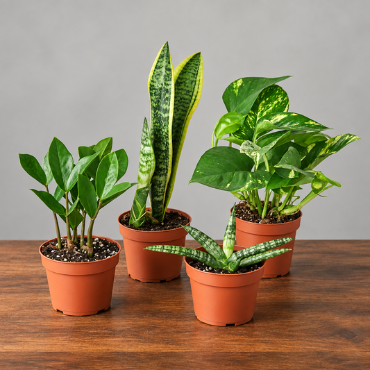 Easy care plants with green leaves in brown pots on a brown table with grey background 