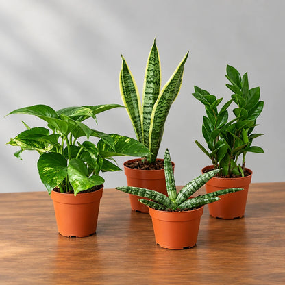 Four potted plants with green leaves in brown pots on a brown table with grey background  