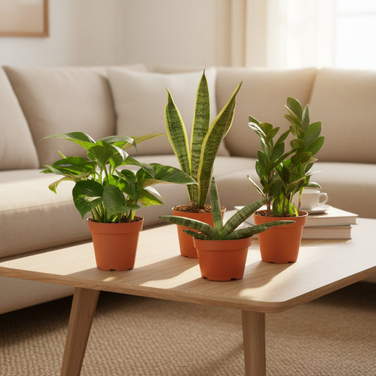 Four potted plants with green leaves in brown pots on a table in a living room setting 