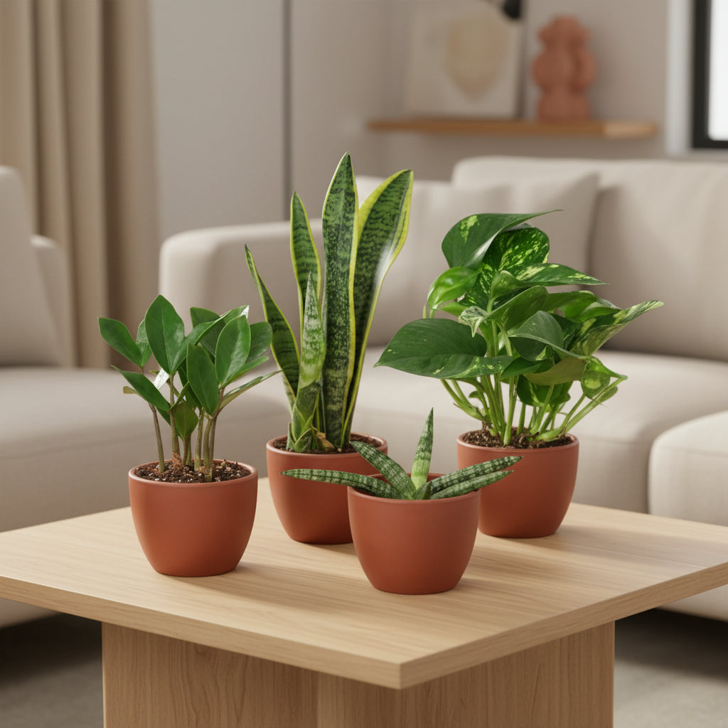 Four potted plants with green leaves and in brown pots sitting on a coffee table in a living room setting 
