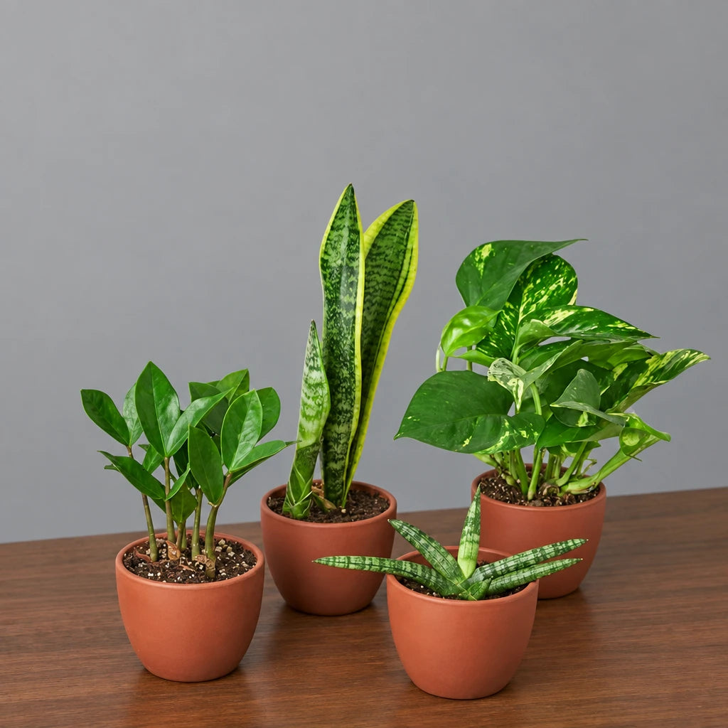 Four potted plants with green leaves and in brown pots sitting on a brown table with grey background 