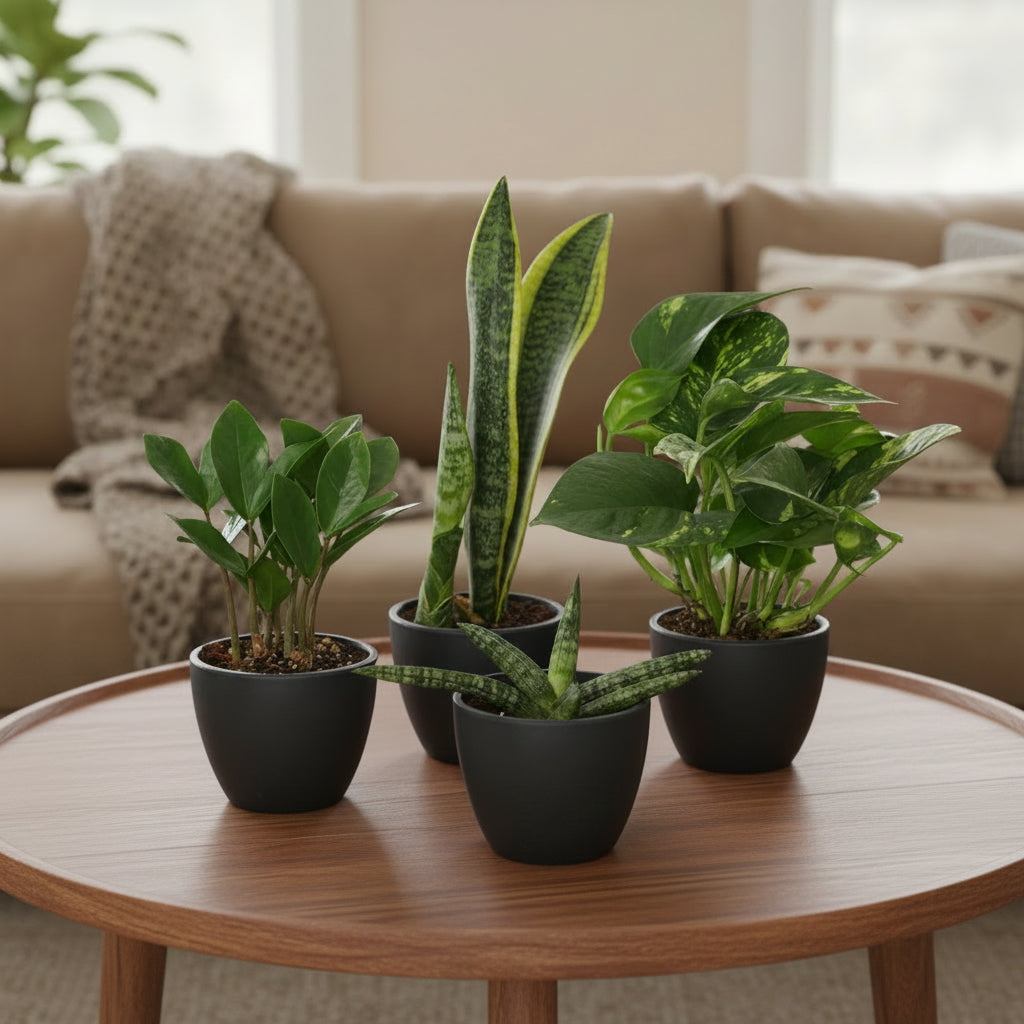 Five potted plants with green leaves in black pots on a coffee table in a living room setting