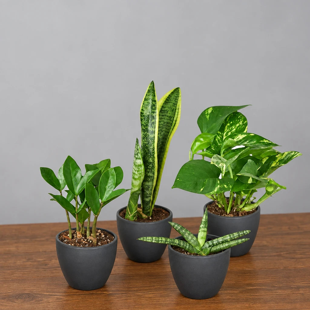 Five potted plants with green leaves in black pots on a brown table with grey background