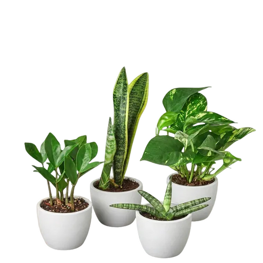 A golden pothos, zz plant, and snake plant with green and variegated leaves in white eco pots