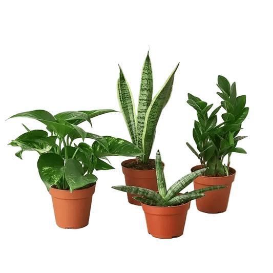 A golden pothos, zz plant and a snake plant with green and variegated leaves in brown pots