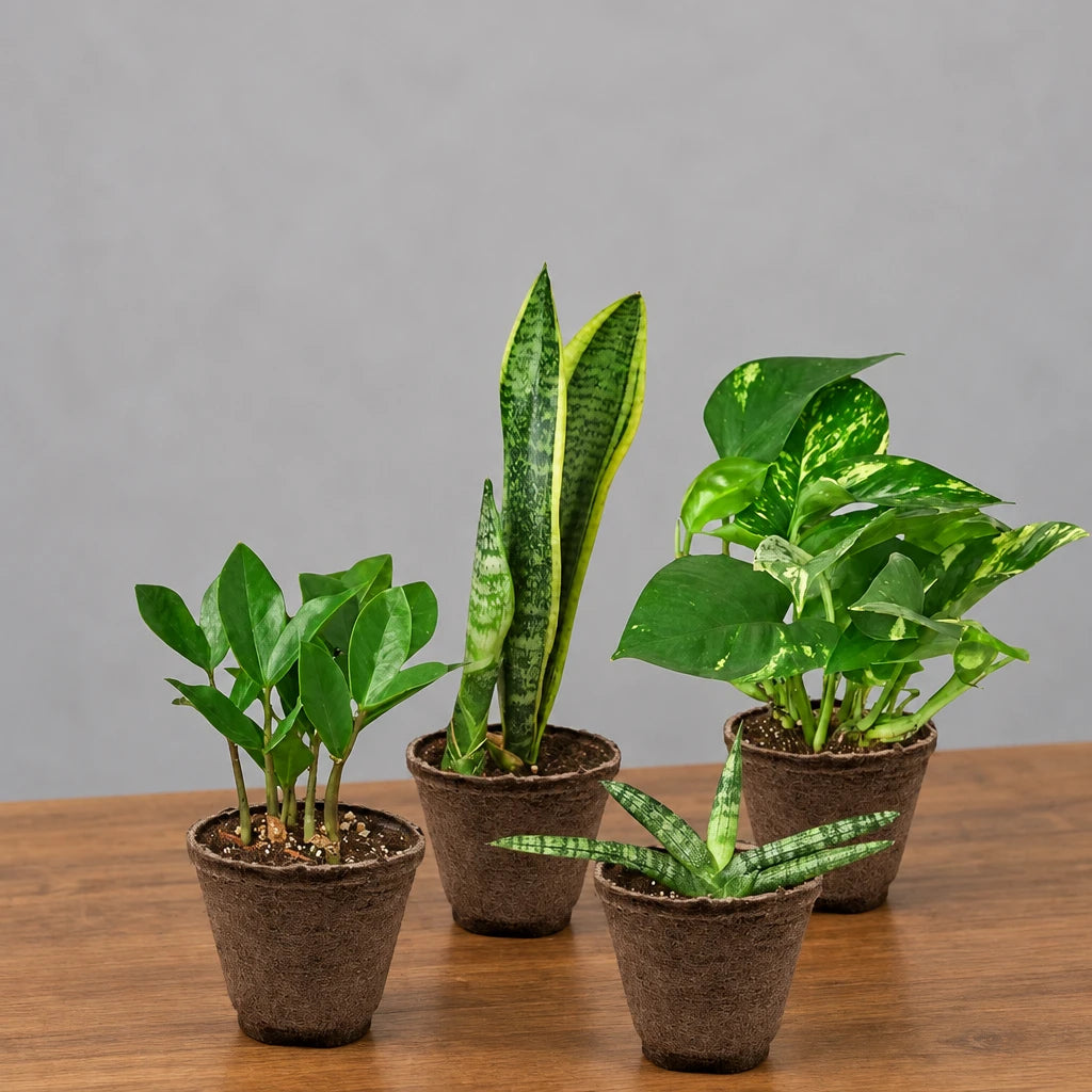 Five potted easy care plants with green leaves in brown pots sitting on brown table with grey background 