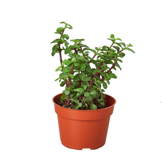Vibrant green pet friendly Elephant Bush succulent with green small oval like waxy leaves on brown waxy stems in a brown pot.