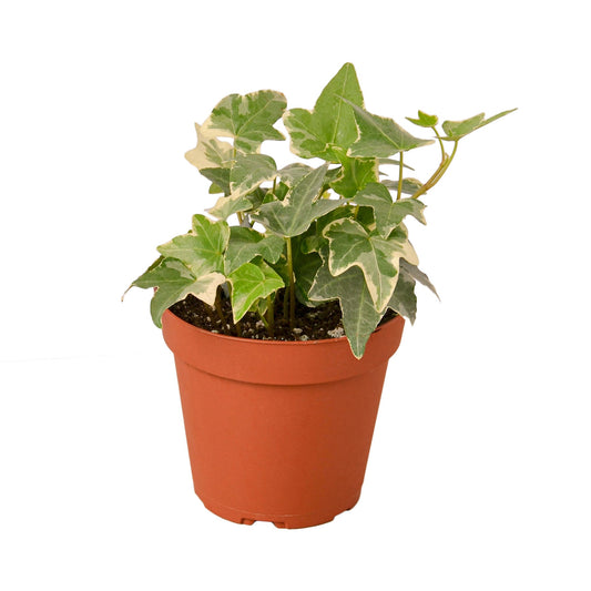 Potted English Ivy ‘Glacier’ trailing plant with green and white variegated leaves in a brown pot.