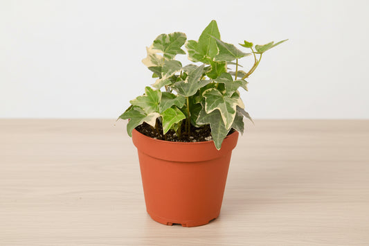 English Ivy 'Glacier'