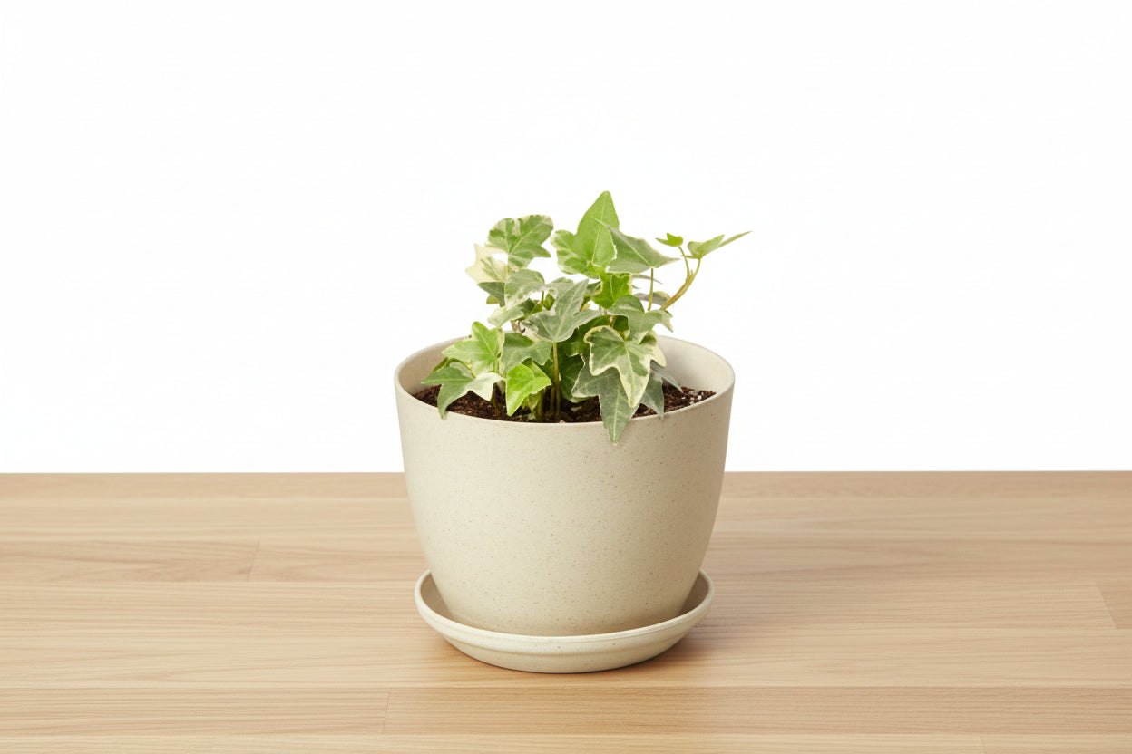 Potted plant with a white background