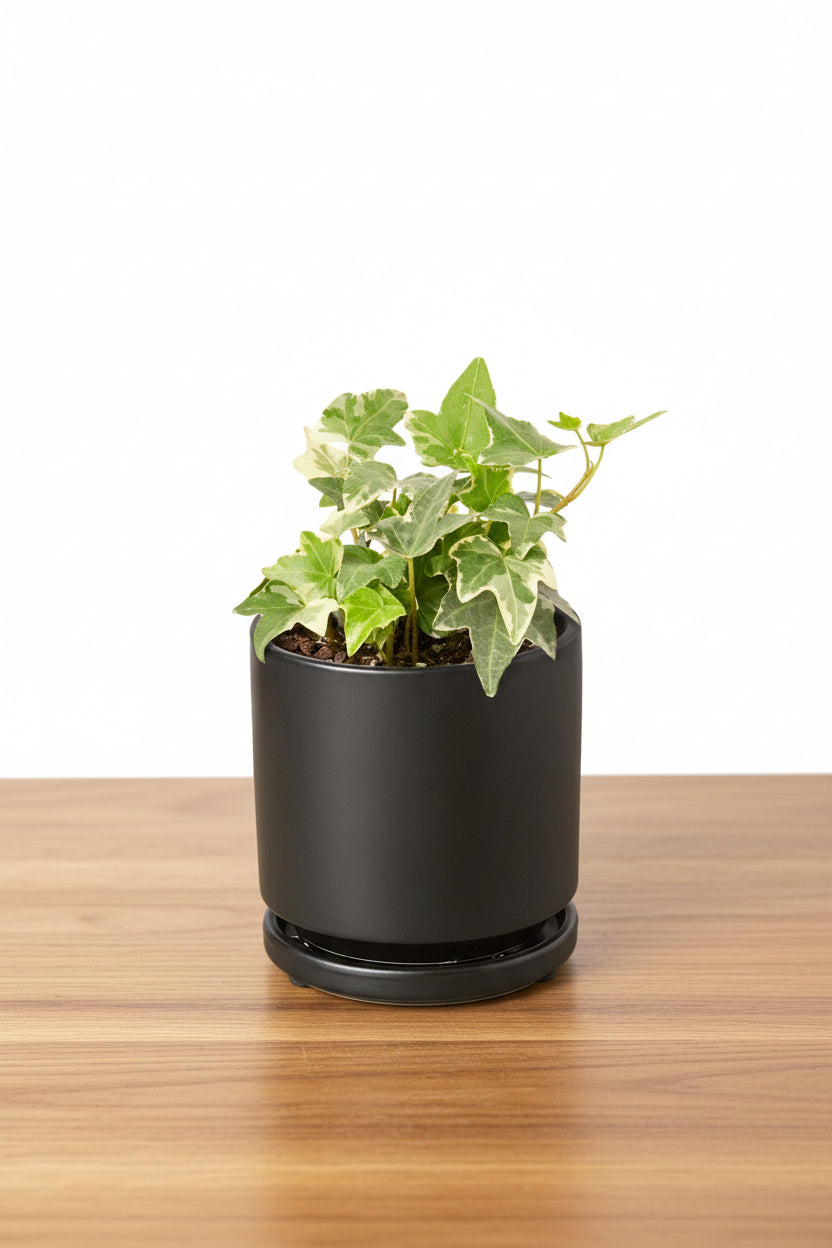 Potted plant in a black container on a white background