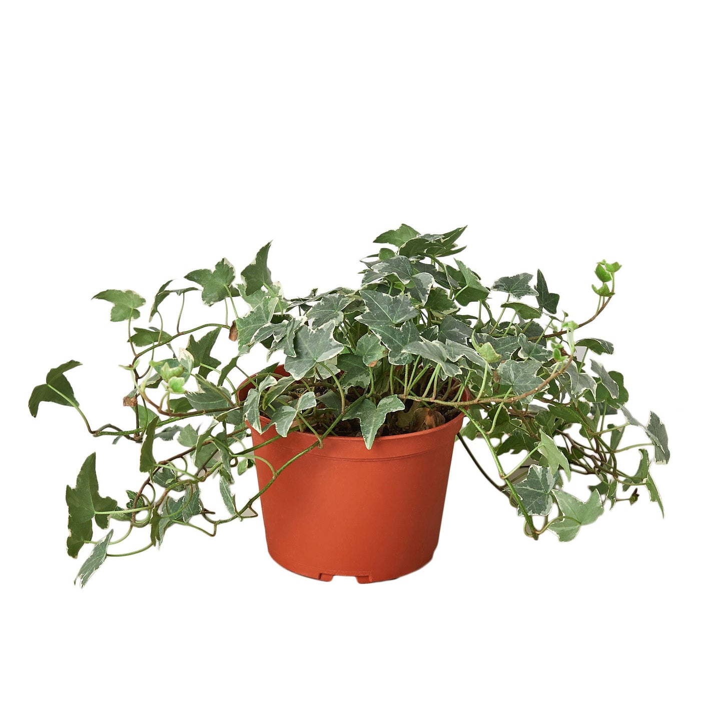 Potted plant with green leaves on a white background