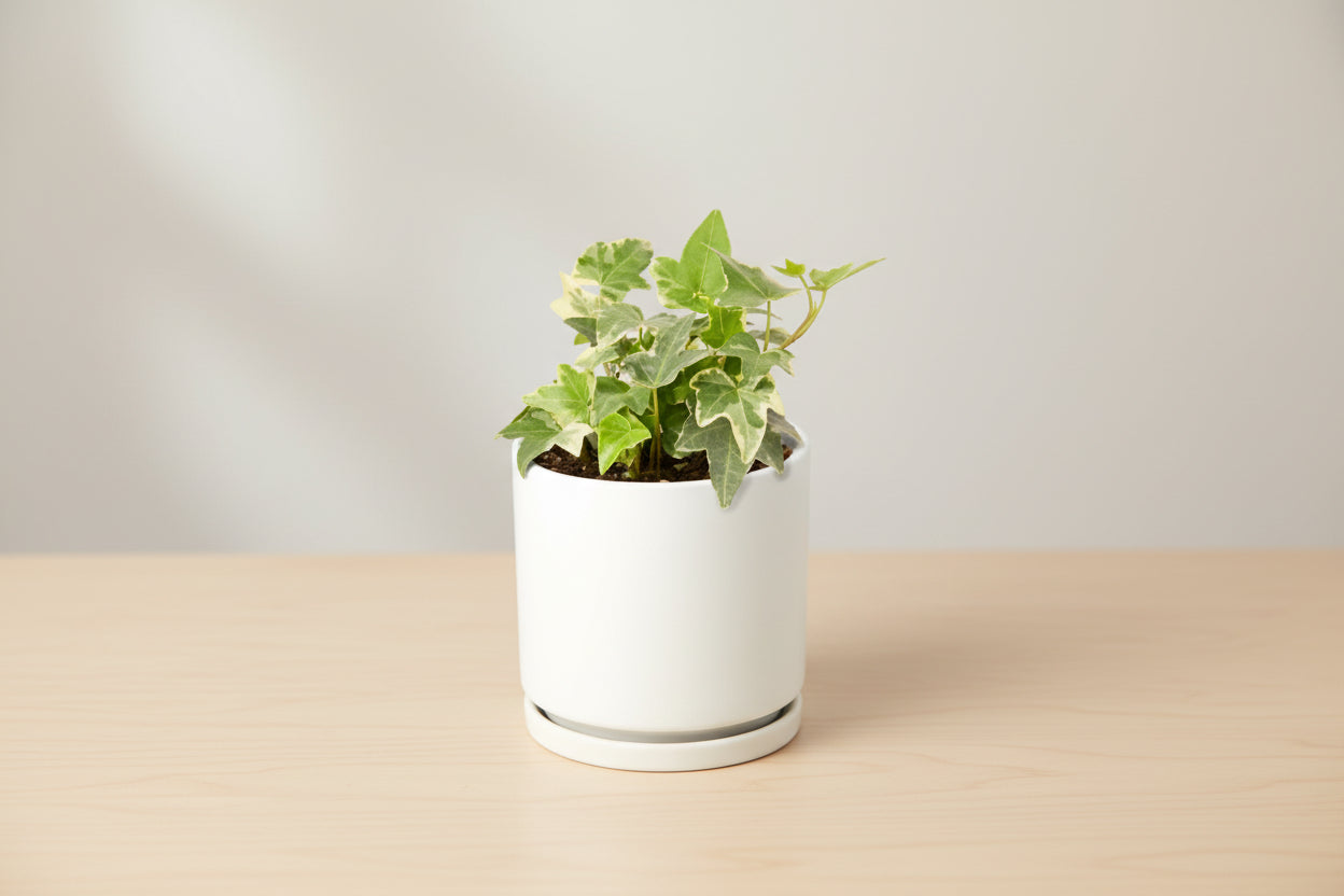 Potted plant in a white pot on a white background
