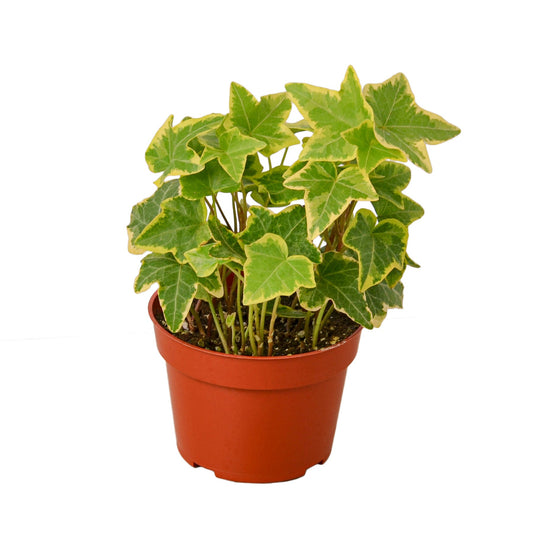 Potted trailing English Ivy ‘Gold Child’ plant with green leaves with yellow edges in a brown pot