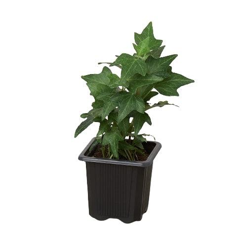 A small english ivy green california plant with green leaves potted in a small black pot 