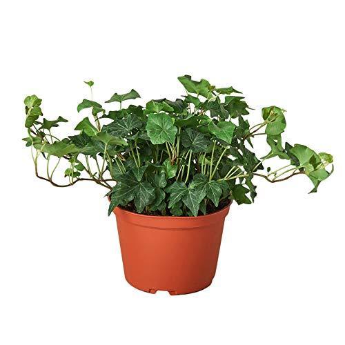 Potted English Ivy ‘Green California’ trailing houseplant with green leaves in a brown pot